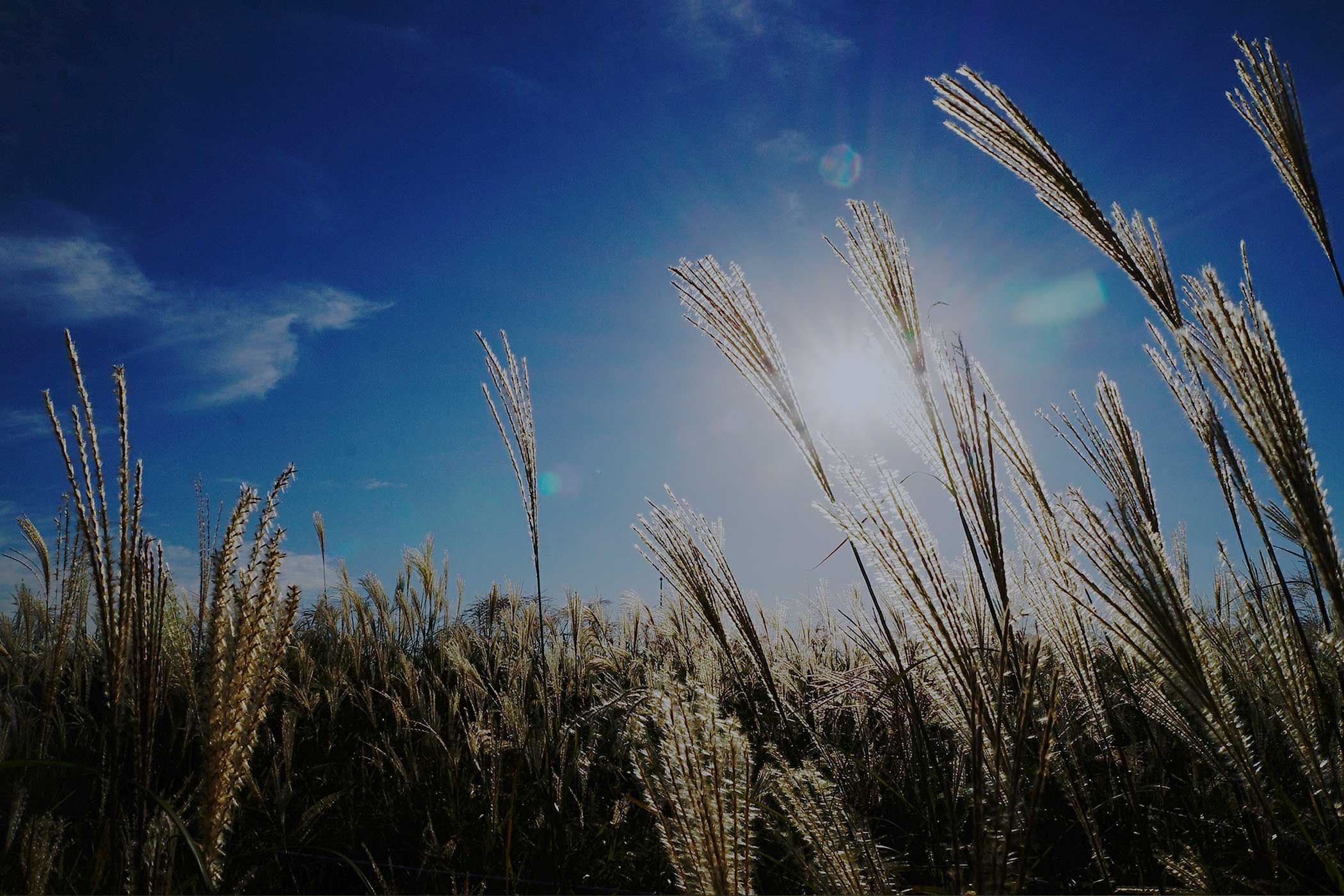 Skyline Suites Assisted Senior Care